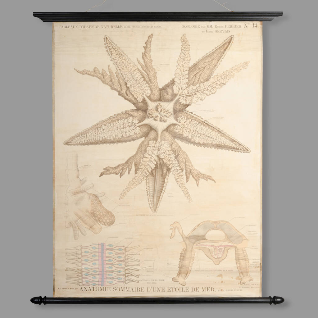 Educational Zoology Chart, E.Perrier & H.Gervais’s Collection