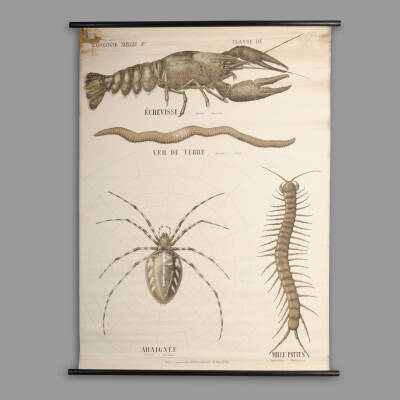 Educational Zoological Chart, Maison Deyrolle, End of XIXth C.