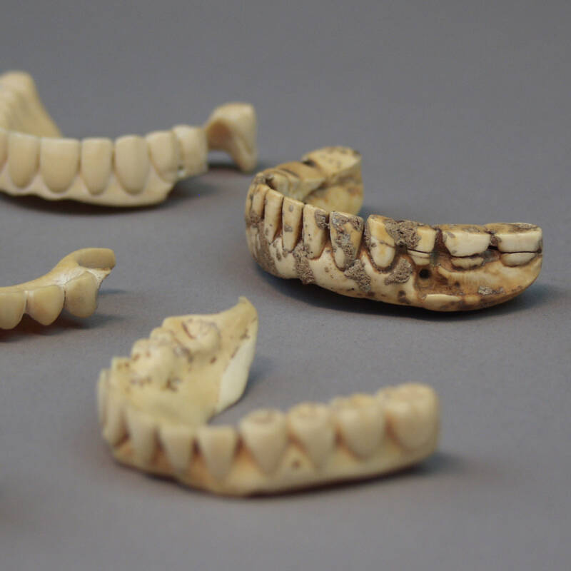 Early XIXth C. Hippopotamus Ivory Dental Prosthesis - Image 2