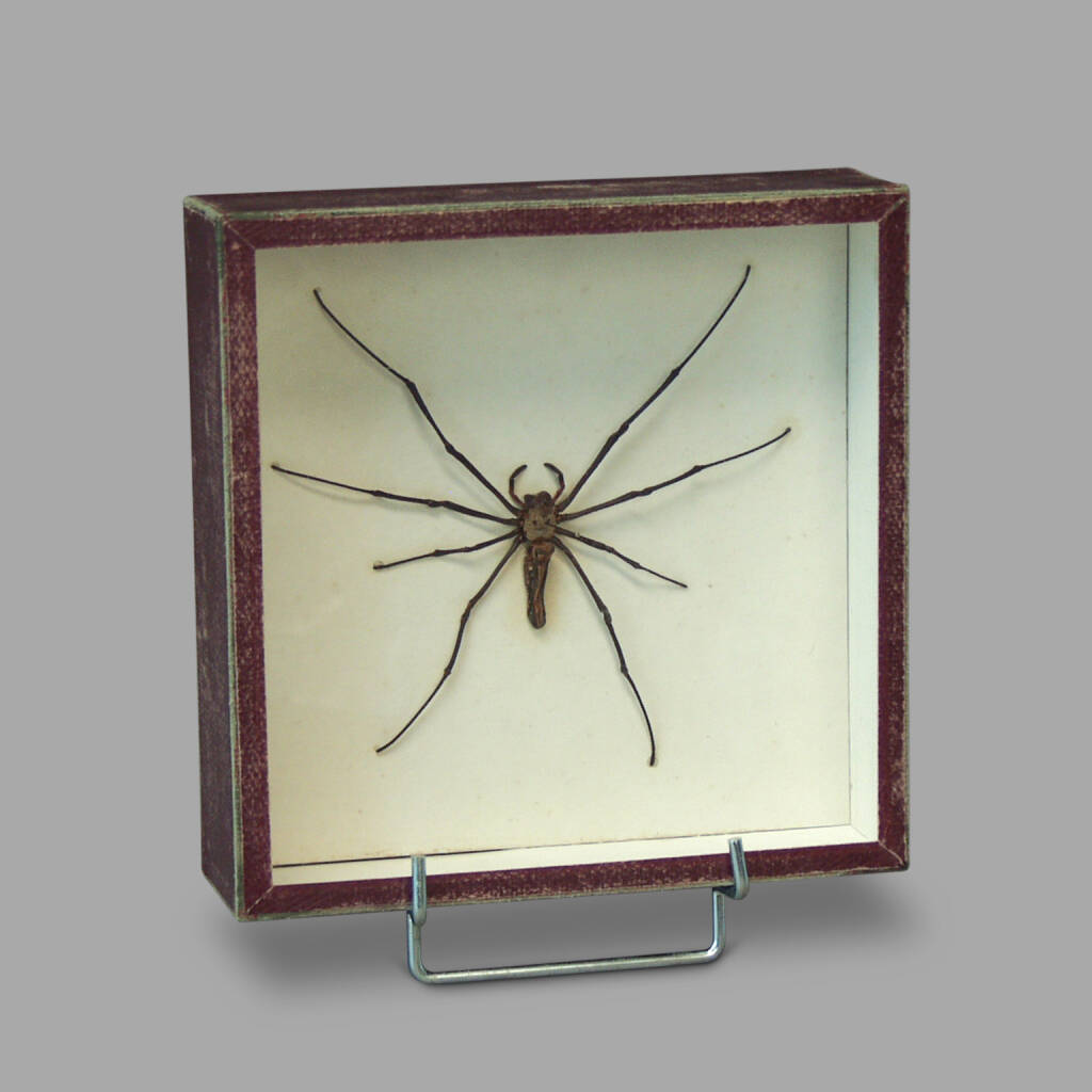 Entomological Box of a Nephila Maculata Spider