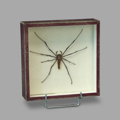 Entomological Box of a Nephila Maculata Spider