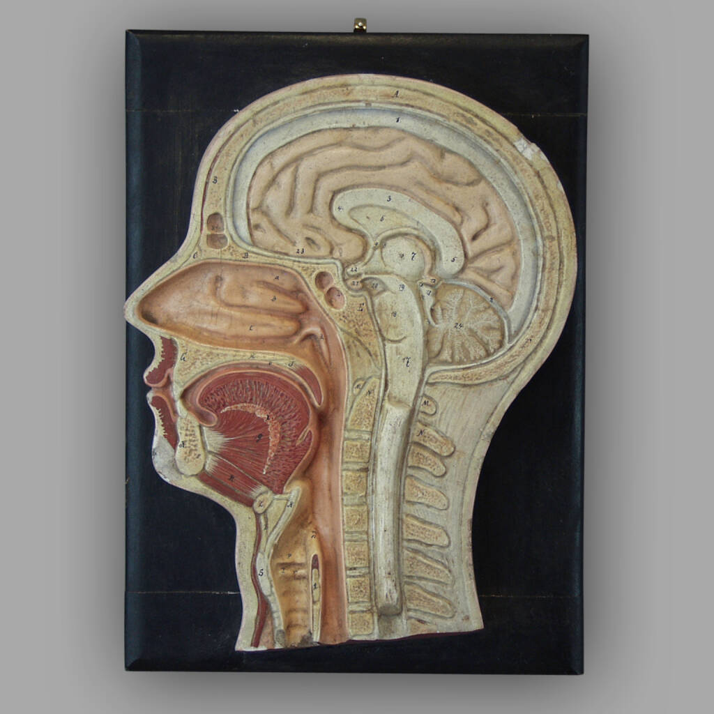 Dictatical Anatomical Section of the Head, Papier-Mâché, C. 1930