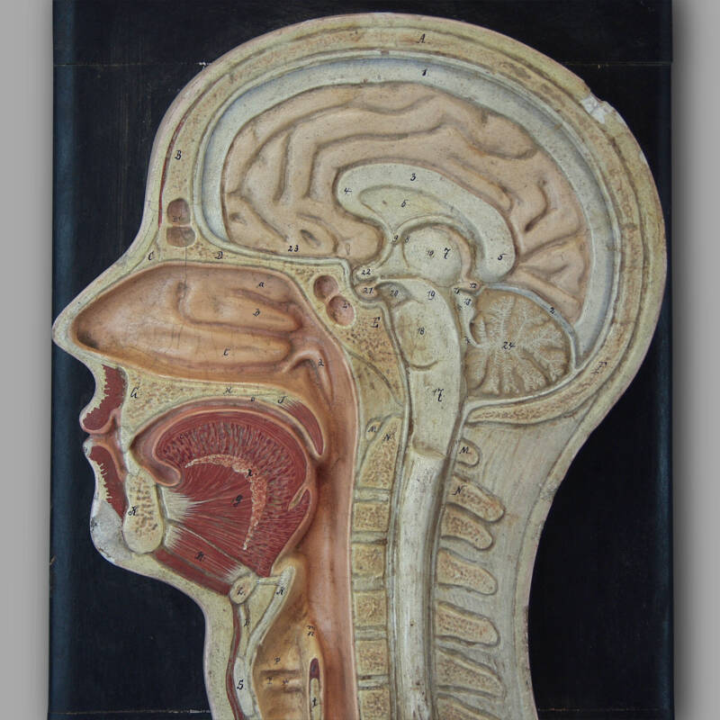 Dictatical Anatomical Section of the Head, Papier-Mâché, C. 1930 - Image 2