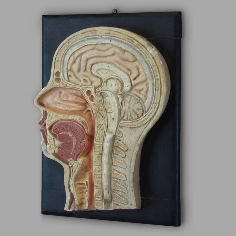 Dictatical Anatomical Section of the Head, Papier-Mâché, C. 1930 - Image 3