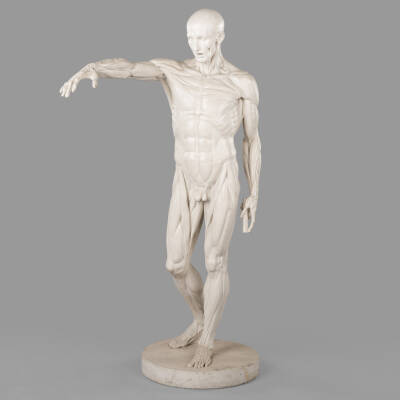 Houdon’s Flayed Model (resin reproduction)